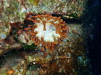 Club Tipped Anemone &ndash; Telmatactis cricoides  Club Tipped Anemone,Geotagged,Spain,Spring,Telmatactis cricoides