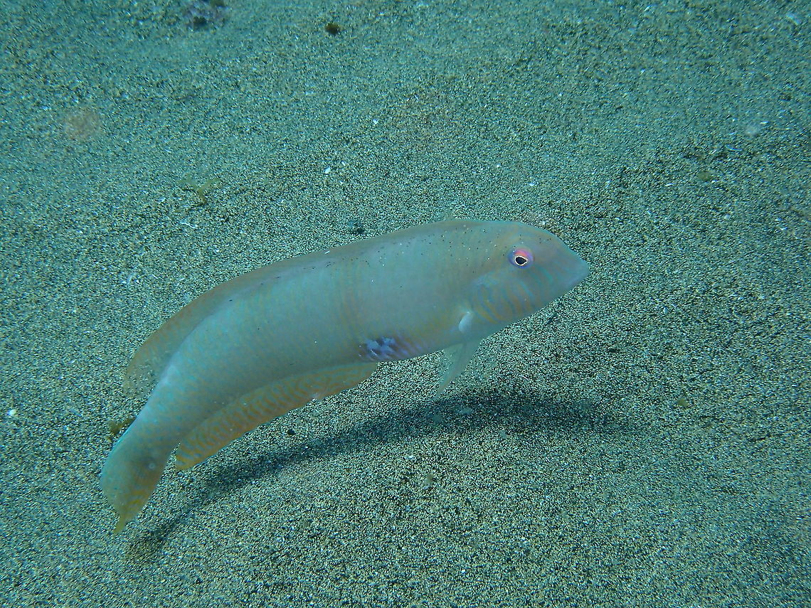 Pearly Razorfish or Cleaver Wrasse &ndash; Xyrichtys novacula I was playing with conditions using light ring instead of the regular strobe and some came out very dark. These fishes can be curious and follow you around to see what you do, I guess because they also follow other fishes to see what they catch from the sand.<br />
<br />
<a href="https://www.jungledragon.com/image/87146/pearly_razorfish_or_cleaver_wrasse_xyrichtys_novacula.html" rel="nofollow">https://www.jungledragon.com/image/87146/pearly_razorfish_or_cleaver_wrasse_xyrichtys_novacula.html</a> Geotagged,Spain,Spring,Xyrichtys novacula