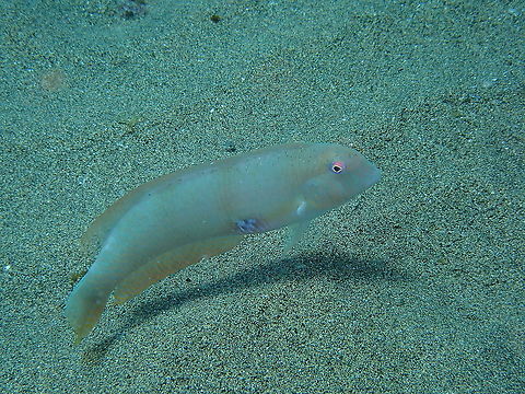 Pearly Razorfish or Cleaver Wrasse &ndash; Xyrichtys novacula I was playing with conditions using light ring instead of the regular strobe and some came out very dark. These fishes can be curious and follow you around to see what you do, I guess because they also follow other fishes to see what they catch from the sand.

https://www.jungledragon.com/image/87146/pearly_razorfish_or_cleaver_wrasse_xyrichtys_novacula.html Geotagged,Spain,Spring,Xyrichtys novacula