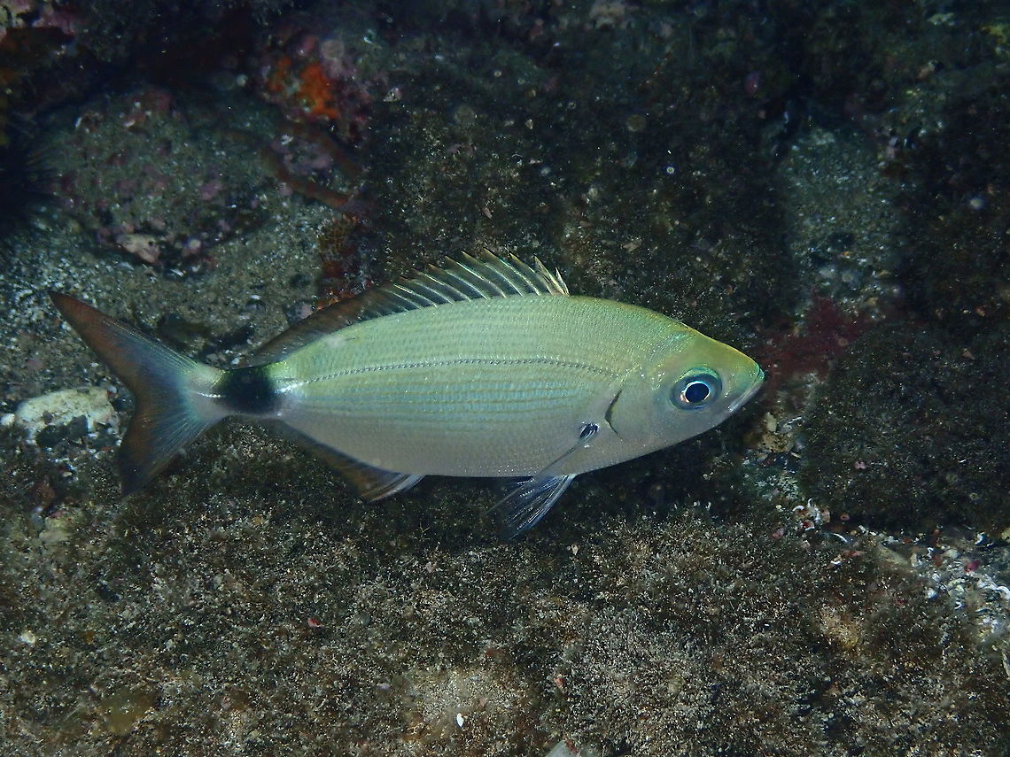 Saddled Seabream – Oblada melanura  Geotagged,Oblada melanura,Saddled seabream,Spain,Spring