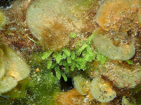 Bottlebrush green seaweed - Caulerpa webbiana Is the little patch of green algae in the middle, the one with pine-like ramifications, not the one in the left below it. It is surrounded by Lobophora variegata (next posting). Bottlebrush green seaweed,Caulerpa webbiana,Geotagged,Spain,Spring