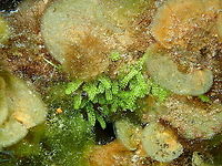 Bottlebrush green seaweed - Caulerpa webbiana Is the little patch of green algae in the middle, the one with pine-like ramifications, not the one in the left below it. It is surrounded by Lobophora variegata (next posting). Bottlebrush green seaweed,Caulerpa webbiana,Geotagged,Spain,Spring