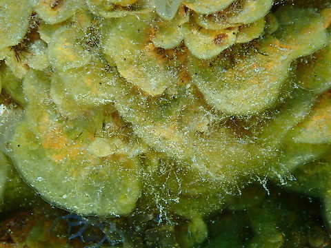 Encrusting Fan-Leaf Alga - Lobophora variegata  Geotagged,Lobophora variegata,Spain,Spring