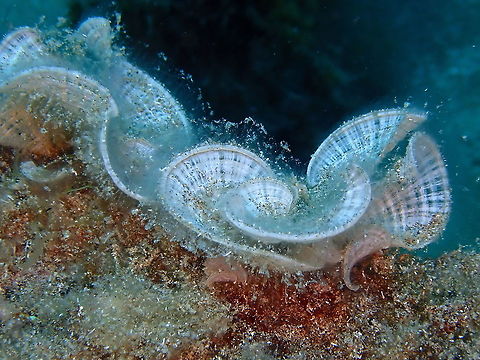 Peacock's Tail - Padina pavonica  Geotagged,Padina pavonica,Spain,Spring