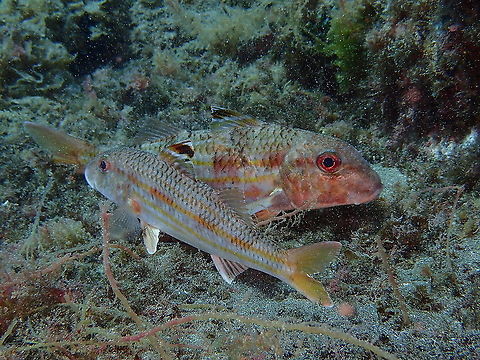 Striped Red Mullet - Mullus surmuletus  Geotagged,Mullus surmuletus,Spain,Spring