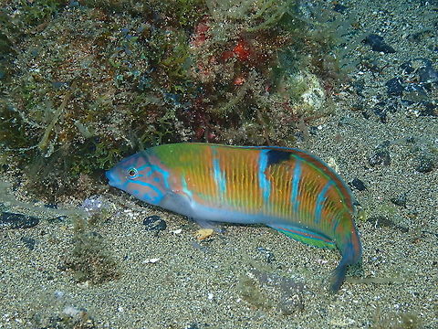 Ornate wrasse - Thalassoma pavo  Geotagged,Ornate wrasse,Spain,Spring,Thalassoma pavo