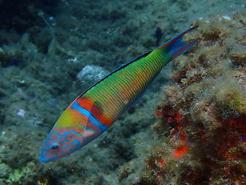 Ornate wrasse - Thalassoma pavo  Geotagged,Ornate wrasse,Spain,Spring,Thalassoma pavo