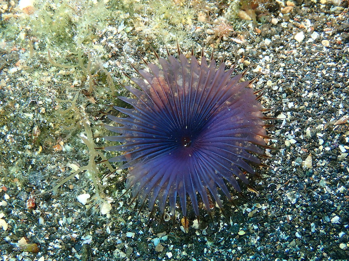 Slime Tube Worm – Myxicola infundibulum  Geotagged,Myxicola infundibulum,Spain,Spring