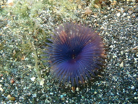 Slime Tube Worm &ndash; Myxicola infundibulum  Geotagged,Myxicola infundibulum,Spain,Spring