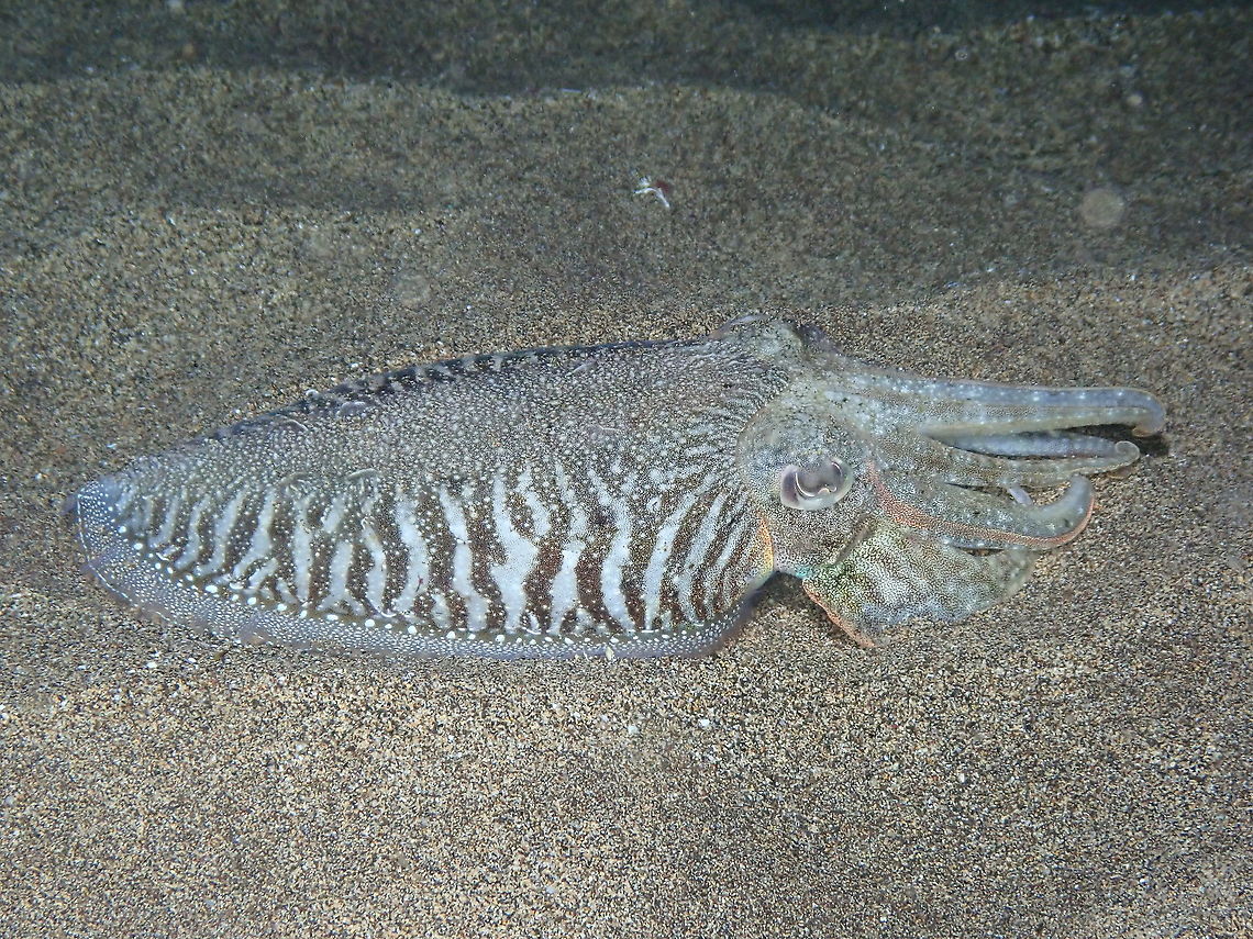 Common Cuttlefish – Sepia officinalis These are common both in the East Atlantic and mediterranean Sea. Here an adult, half buried in the sand.<br />
<figure class="photo"><a href="https://www.jungledragon.com/image/87348/common_cuttlefish_sepia_officinalis.html" title="Common Cuttlefish &ndash; Sepia officinalis"><img src="https://s3.amazonaws.com/media.jungledragon.com/images/2298/87348_thumb.JPG?AWSAccessKeyId=05GMT0V3GWVNE7GGM1R2&Expires=1759968010&Signature=R2WkRdYFsJ%2BkqpvNEIlj%2BQ7F0wQ%3D" width="200" height="150" alt="Common Cuttlefish &ndash; Sepia officinalis Another adult. They were common sight in Lanzarote. Common cuttlefish,Geotagged,Sepia officinalis,Spain,Spring" /></a></figure><br />
<figure class="photo"><a href="https://www.jungledragon.com/image/87349/common_cuttlefish_sepia_officinalis.html" title="Common Cuttlefish &ndash; Sepia officinalis"><img src="https://s3.amazonaws.com/media.jungledragon.com/images/2298/87349_thumb.JPG?AWSAccessKeyId=05GMT0V3GWVNE7GGM1R2&Expires=1759968010&Signature=v7xB51fGc4ydTvbgFO7OhVpmxLw%3D" width="200" height="150" alt="Common Cuttlefish &ndash; Sepia officinalis This shot shows the beautiful zebra pattern that they display in their mantle. Common cuttlefish,Geotagged,Sepia officinalis,Spain,Spring" /></a></figure><br />
<figure class="photo"><a href="https://www.jungledragon.com/image/87350/common_cuttlefish_sepia_officinalis_juvenile.html" title="Common Cuttlefish &ndash; Sepia officinalis Juvenile"><img src="https://s3.amazonaws.com/media.jungledragon.com/images/2298/87350_thumb.jpg?AWSAccessKeyId=05GMT0V3GWVNE7GGM1R2&Expires=1759968010&Signature=9DS5PoHnz0gc9niW1BahkmmdNcI%3D" width="200" height="150" alt="Common Cuttlefish &ndash; Sepia officinalis Juvenile This is a juvenile of the same species, quite tiny, if you compare with the sand grains to have an idea. Common cuttlefish,Geotagged,Sepia officinalis,Spain,Spring" /></a></figure> Common cuttlefish,Geotagged,Sepia officinalis,Spain,Spring