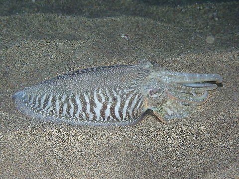 Common Cuttlefish &ndash; Sepia officinalis These are common both in the East Atlantic and mediterranean Sea. Here an adult, half buried in the sand.
https://www.jungledragon.com/image/87348/common_cuttlefish_sepia_officinalis.html
https://www.jungledragon.com/image/87349/common_cuttlefish_sepia_officinalis.html
https://www.jungledragon.com/image/87350/common_cuttlefish_sepia_officinalis_juvenile.html Common cuttlefish,Geotagged,Sepia officinalis,Spain,Spring