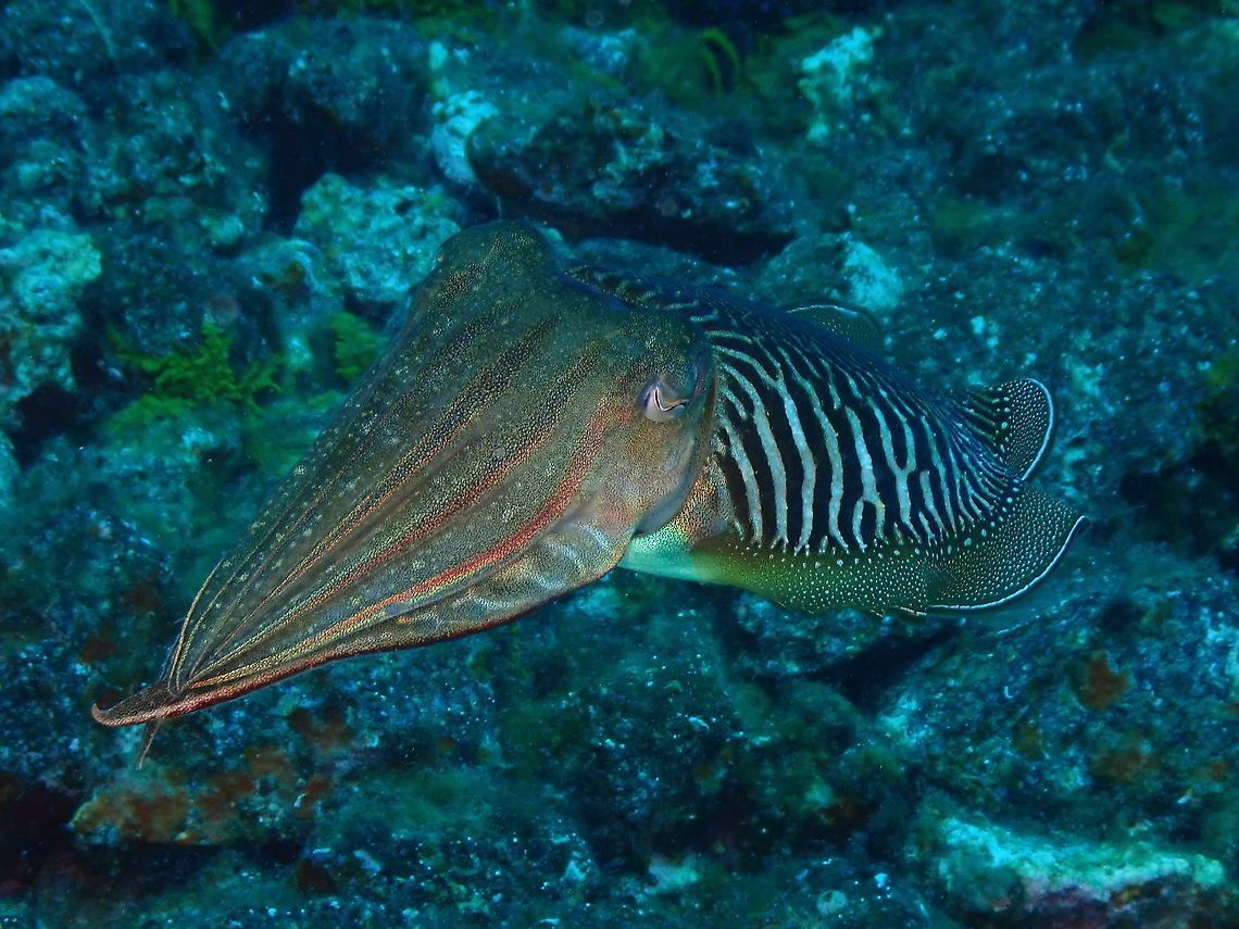Common Cuttlefish – Sepia officinalis Another adult. They were common sight in Lanzarote. Common cuttlefish,Geotagged,Sepia officinalis,Spain,Spring