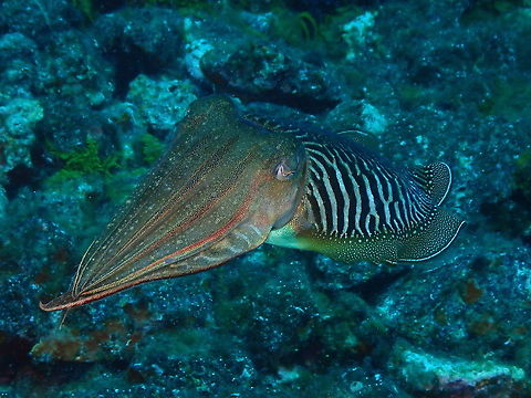 Common Cuttlefish – Sepia officinalis Another adult. They were common sight in Lanzarote. Common cuttlefish,Geotagged,Sepia officinalis,Spain,Spring