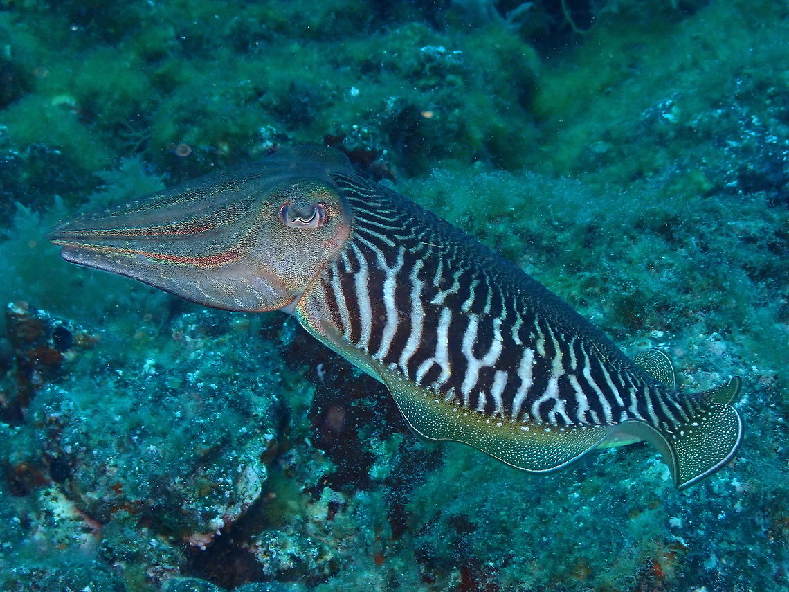 Common Cuttlefish – Sepia officinalis This shot shows the beautiful zebra pattern that they display in their mantle. Common cuttlefish,Geotagged,Sepia officinalis,Spain,Spring