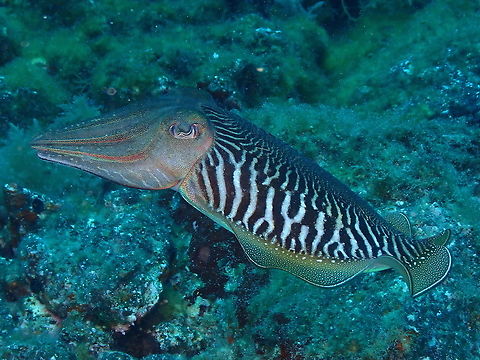 Common Cuttlefish &ndash; Sepia officinalis This shot shows the beautiful zebra pattern that they display in their mantle. Common cuttlefish,Geotagged,Sepia officinalis,Spain,Spring