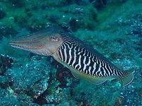 Common Cuttlefish – Sepia officinalis This shot shows the beautiful zebra pattern that they display in their mantle. Common cuttlefish,Geotagged,Sepia officinalis,Spain,Spring