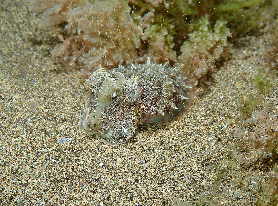 Common Cuttlefish – Sepia officinalis Juvenile This is a juvenile of the same species, quite tiny, if you compare with the sand grains to have an idea. Common cuttlefish,Geotagged,Sepia officinalis,Spain,Spring