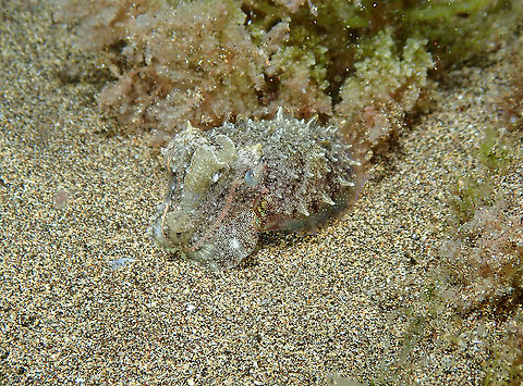 Common Cuttlefish – Sepia officinalis Juvenile This is a juvenile of the same species, quite tiny, if you compare with the sand grains to have an idea. Common cuttlefish,Geotagged,Sepia officinalis,Spain,Spring