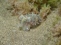 Common Cuttlefish – Sepia officinalis Juvenile This is a juvenile of the same species, quite tiny, if you compare with the sand grains to have an idea. Common cuttlefish,Geotagged,Sepia officinalis,Spain,Spring