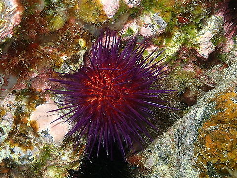 Rock Sea Urchin - Paracentrotus lividus Pretty purple-colored sea urchins. Geotagged,Paracentrotus lividus,Spain,Spring