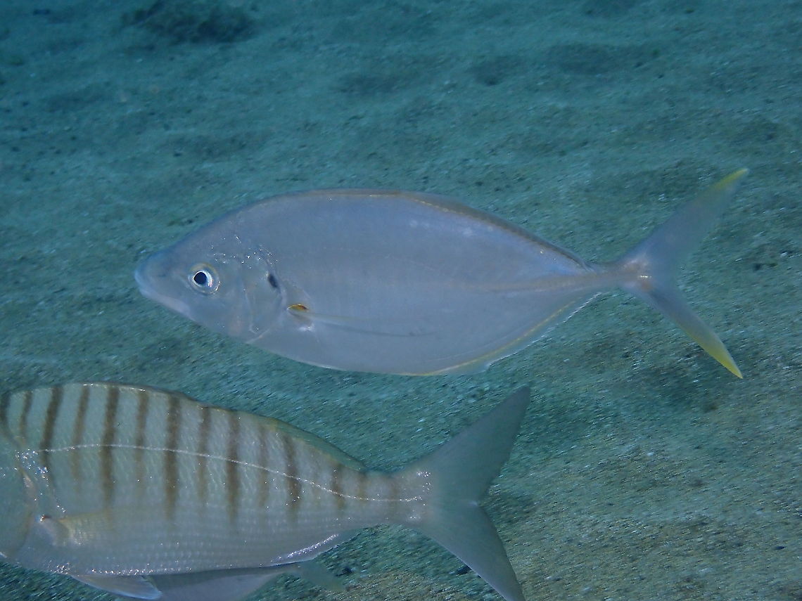 White trevally - Pseudocaranx dentex It is the fish in the center of the picture. It was following other fishes, seabreams (spotting below). I guess they all tag along each other either to hunt or for safety.<br />
<figure class="photo"><a href="https://www.jungledragon.com/image/87021/striped_seabream_lithognathus_mormyrus.html" title="Striped Seabream &ndash; Lithognathus mormyrus"><img src="https://s3.amazonaws.com/media.jungledragon.com/images/2298/87021_thumb.JPG?AWSAccessKeyId=05GMT0V3GWVNE7GGM1R2&Expires=1769040010&Signature=NiJpn2Zp050ewYgb66ech4Llvoo%3D" width="200" height="150" alt="Striped Seabream &ndash; Lithognathus mormyrus  Geotagged,Lithognathus mormyrus,Sand steenbras,Spain,Spring" /></a></figure> Geotagged,Pseudocaranx dentex,Spain,Spring,White trevally