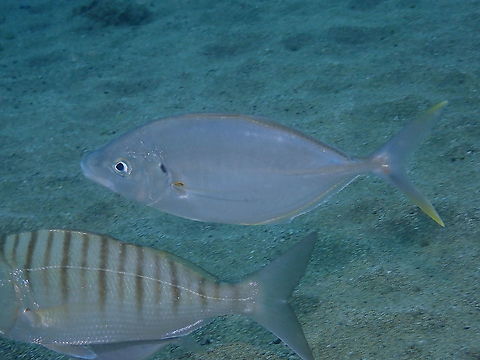 White trevally - Pseudocaranx dentex It is the fish in the center of the picture. It was following other fishes, seabreams (spotting below). I guess they all tag along each other either to hunt or for safety.
https://www.jungledragon.com/image/87021/striped_seabream_lithognathus_mormyrus.html Geotagged,Pseudocaranx dentex,Spain,Spring,White trevally