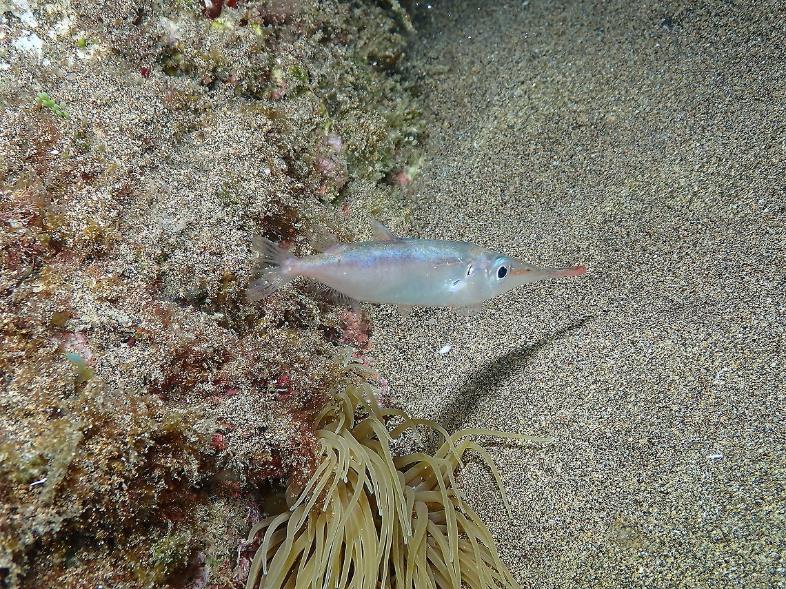 Slender snipefish - Macroramphosus gracilis In fact they hang upside down. They can be plain in color or with some reddish/orange patches. Later I will post a couple more.<br />
<br />
<figure class="photo"><a href="https://www.jungledragon.com/image/87411/slender_snipefish_-_macroramphosus_gracilis.html" title="Slender snipefish - Macroramphosus gracilis"><img src="https://s3.amazonaws.com/media.jungledragon.com/images/2298/87411_thumb.jpg?AWSAccessKeyId=05GMT0V3GWVNE7GGM1R2&Expires=1769040010&Signature=Vacj0kiTLvCyId3PLMic7zdwoxY%3D" width="126" height="152" alt="Slender snipefish - Macroramphosus gracilis This is one of the patchy-colored ones. Geotagged,Macroramphosus gracilis,Slender snipefish,Spain,Spring" /></a></figure><br />
<figure class="photo"><a href="https://www.jungledragon.com/image/87412/slender_snipefish_-_macroramphosus_gracilis.html" title="Slender snipefish - Macroramphosus gracilis"><img src="https://s3.amazonaws.com/media.jungledragon.com/images/2298/87412_thumb.jpg?AWSAccessKeyId=05GMT0V3GWVNE7GGM1R2&Expires=1769040010&Signature=W4Lk2TjCwUB2swByDipDguJCsKg%3D" width="120" height="152" alt="Slender snipefish - Macroramphosus gracilis  Geotagged,Macroramphosus gracilis,Slender snipefish,Spain,Spring" /></a></figure> Geotagged,Macroramphosus gracilis,Slender snipefish,Spain,Spring