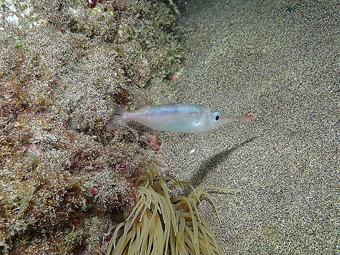 Slender snipefish - Macroramphosus gracilis In fact they hang upside down. They can be plain in color or with some reddish/orange patches. Later I will post a couple more.

https://www.jungledragon.com/image/87411/slender_snipefish_-_macroramphosus_gracilis.html
https://www.jungledragon.com/image/87412/slender_snipefish_-_macroramphosus_gracilis.html Geotagged,Macroramphosus gracilis,Slender snipefish,Spain,Spring