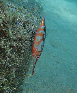 Slender snipefish - Macroramphosus gracilis This is one of the patchy-colored ones. Geotagged,Macroramphosus gracilis,Slender snipefish,Spain,Spring
