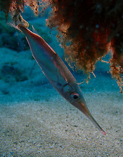 Slender snipefish - Macroramphosus gracilis  Geotagged,Macroramphosus gracilis,Slender snipefish,Spain,Spring