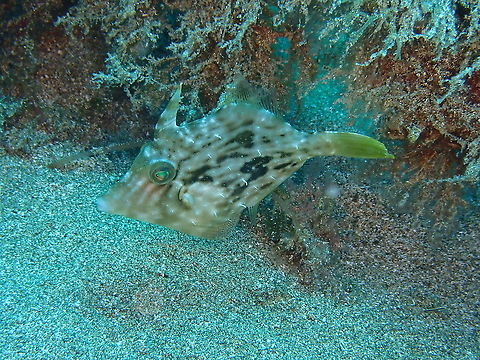 Planehead Filefish - Stephanolepis hispidus  Geotagged,Planehead filefish,Spain,Spring,Stephanolepis hispidus