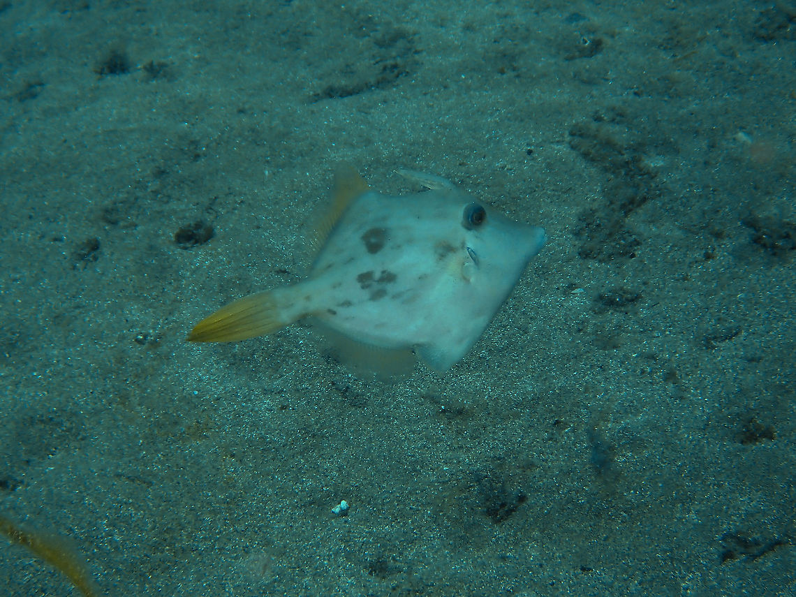 Planehead Filefish - Stephanolepis hispidus  Geotagged,Planehead filefish,Spain,Spring,Stephanolepis hispidus