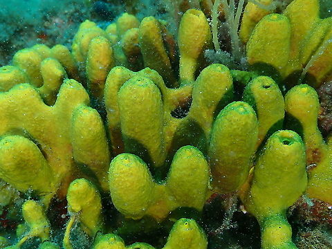 Yellow Tube Sponge – Aplysina aerophoba Seen quite often during our dives in Lanzarote:

https://www.jungledragon.com/image/87417/yellow_tube_sponge_aplysina_aerophoba.html
https://www.jungledragon.com/image/87418/yellow_tube_sponge_aplysina_aerophoba.html Aplysina aerophoba,Geotagged,Spain,Spring,Yellow Tube Sponge