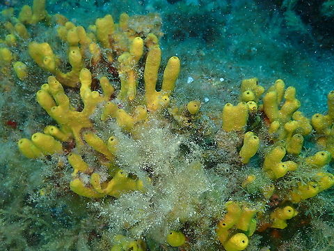 Yellow Tube Sponge &ndash; Aplysina aerophoba  Aplysina aerophoba,Geotagged,Spain,Spring,Yellow Tube Sponge
