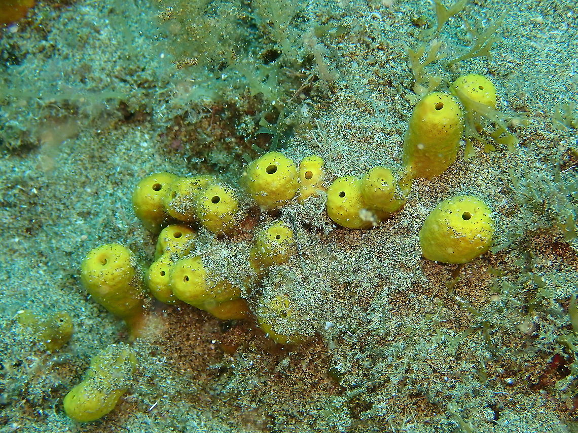 Yellow Tube Sponge – Aplysina aerophoba  Aplysina aerophoba,Geotagged,Spain,Spring,Yellow Tube Sponge