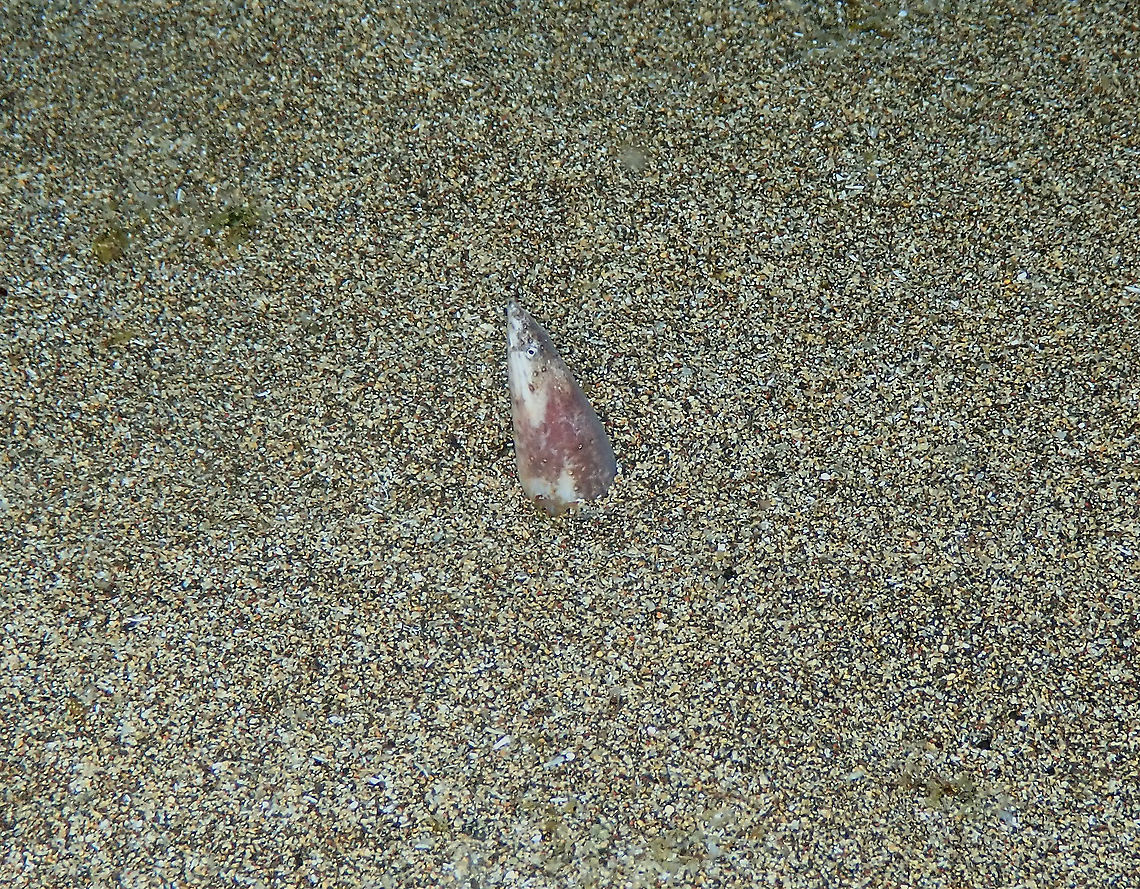 Snake eel - Apterichthus caecus I almost missed this one! ..because it was really small and only a hint of its head was sticking out of the sand. This is the only pic I could make as it quickly retreated in its sand burrow. Apterichtus caecus,European finless eel,Geotagged,Spain,Spring