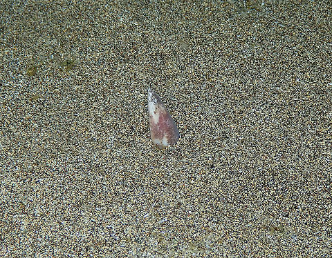 Snake eel - Apterichthus caecus I almost missed this one! ..because it was really small and only a hint of its head was sticking out of the sand. This is the only pic I could make as it quickly retreated in its sand burrow. Apterichtus caecus,European finless eel,Geotagged,Spain,Spring