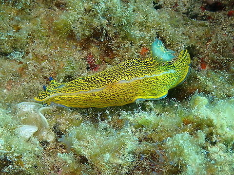 Nudibranch - Hypselodoris picta webbi  Felimare picta,Geotagged,Spain,Spring