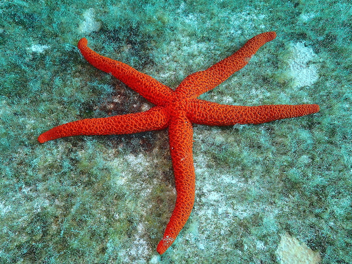 Mediterranean Red Sea Star – Echinaster sepositus Found in a wreck site in Puerto Del Carmen. Echinaster sepositus,Geotagged,Spain,Spring