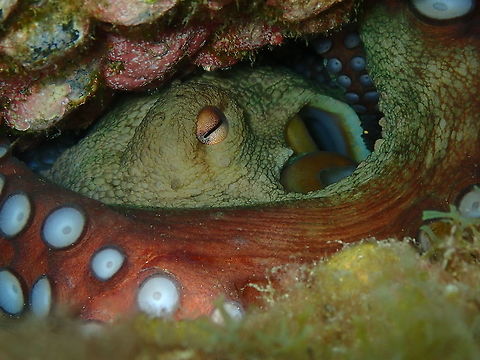Common Octopus &ndash; Octopus vulgaris  Common octopus,Geotagged,Octopus vulgaris,Spain,Spring