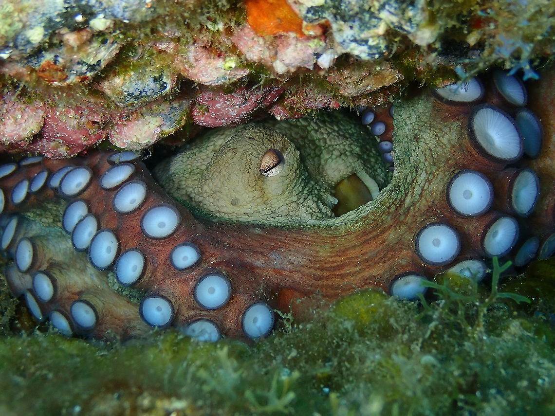 Common Octopus – Octopus vulgaris  Common octopus,Geotagged,Octopus vulgaris,Spain,Spring