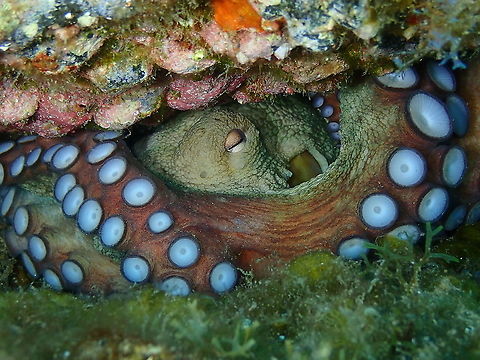 Common Octopus &ndash; Octopus vulgaris  Common octopus,Geotagged,Octopus vulgaris,Spain,Spring