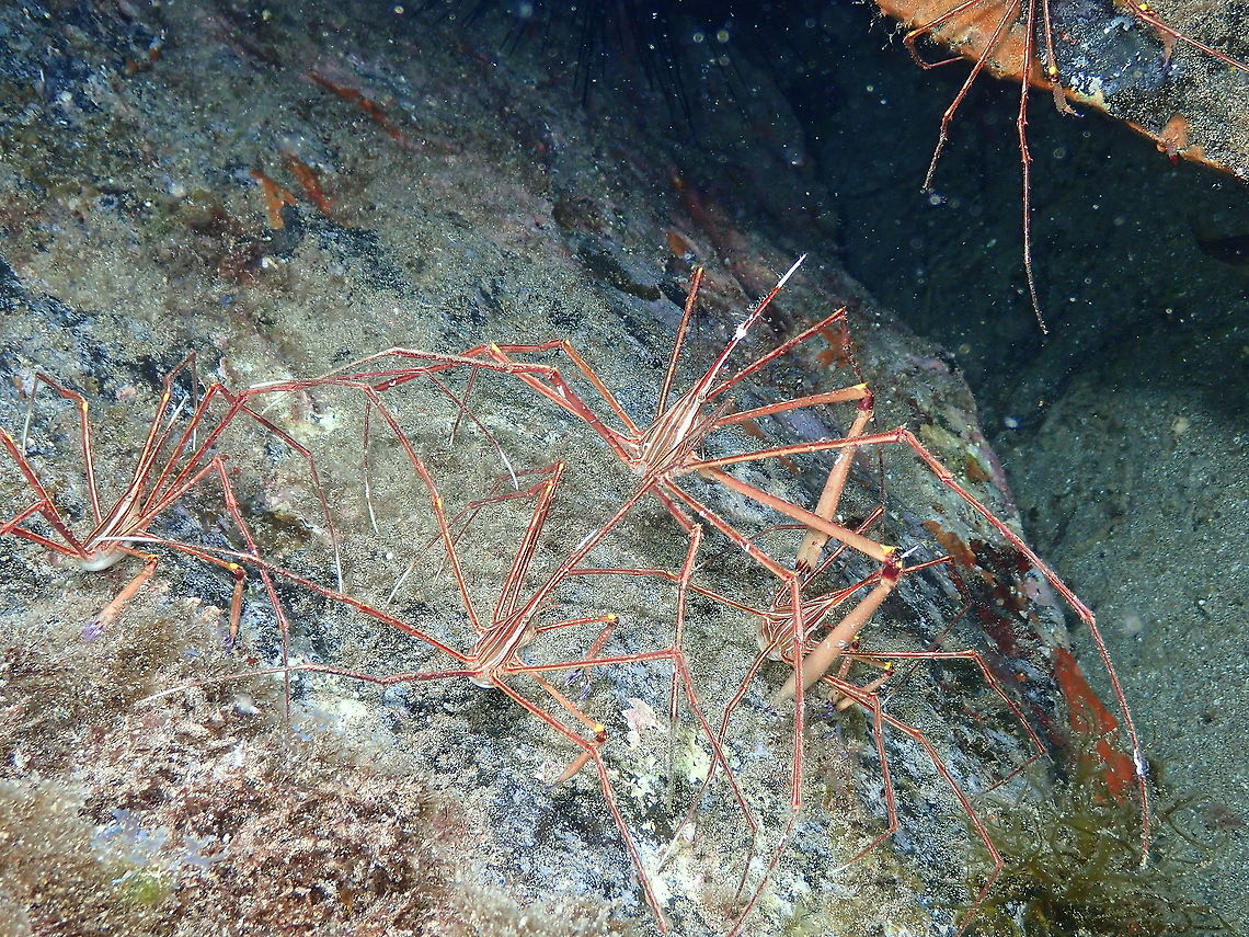 Arrow Crab – Stenorhynchus lanceolatus Big male (you will know which one by the claws) protecting his female harem. Arrow Crab,Geotagged,Spain,Spring,Stenorhynchus lanceolatus