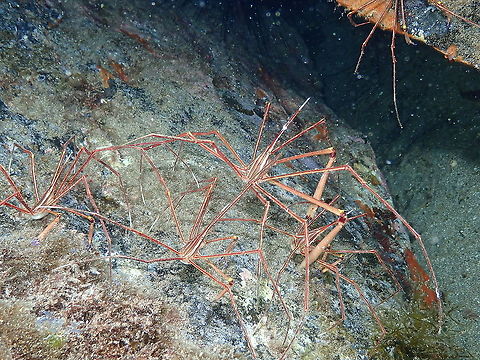 Arrow Crab &ndash; Stenorhynchus lanceolatus Big male (you will know which one by the claws) protecting his female harem. Arrow Crab,Geotagged,Spain,Spring,Stenorhynchus lanceolatus
