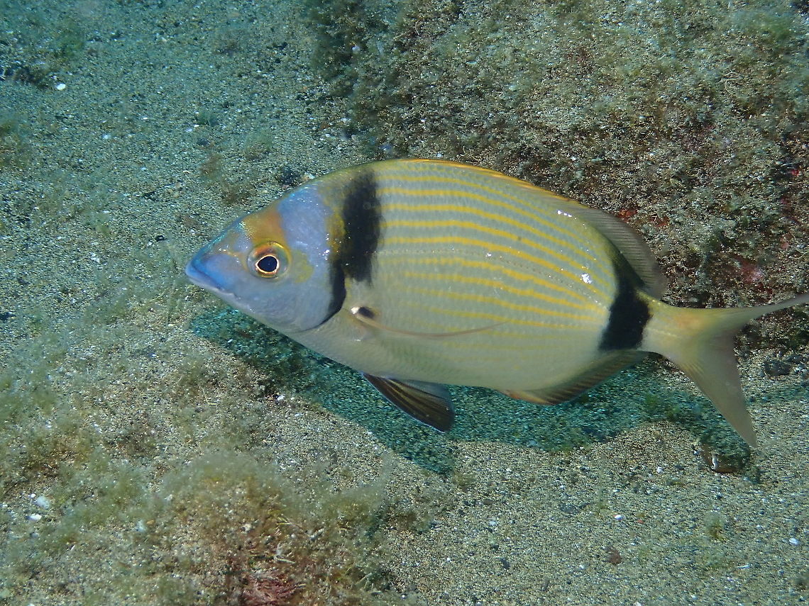 Common two-banded sea bream - Diplodus vulgaris  Common two-banded seabream,Diplodus vulgaris,Geotagged,Spain,Spring