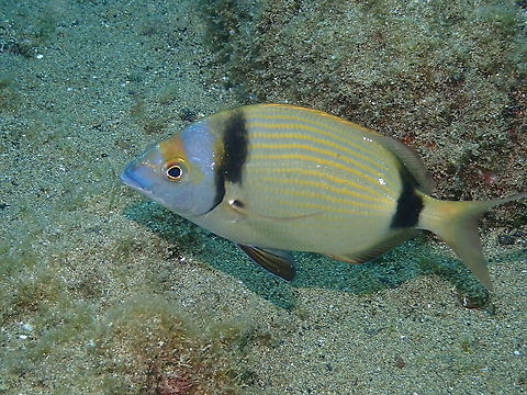 Common two-banded sea bream - Diplodus vulgaris  Common two-banded seabream,Diplodus vulgaris,Geotagged,Spain,Spring