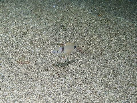 Common two-banded sea bream - Diplodus vulgaris (Juvenile)  Common two-banded seabream,Diplodus vulgaris,Geotagged,Spain,Spring