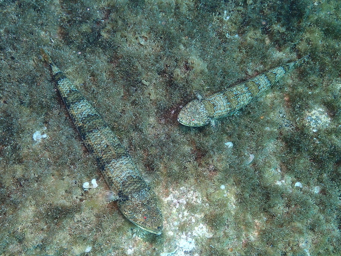 Diamond lizardfish - Synodus synodus <figure class="photo"><a href="https://www.jungledragon.com/image/87507/diamond_lizardfish_-_synodus_synodus.html" title="Diamond lizardfish - Synodus synodus"><img src="https://s3.amazonaws.com/media.jungledragon.com/images/2298/87507_thumb.jpg?AWSAccessKeyId=05GMT0V3GWVNE7GGM1R2&Expires=1769040010&Signature=%2FpEUsD9R4yS6gvh3Ng0Md6Np0qE%3D" width="134" height="152" alt="Diamond lizardfish - Synodus synodus  Diamond lizardfish,Geotagged,Spain,Spring,Synodus synodus" /></a></figure> Diamond lizardfish,Geotagged,Spain,Spring,Synodus synodus