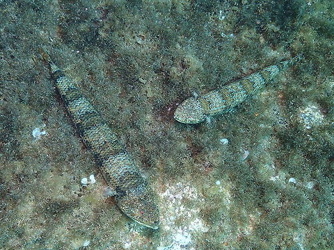 Diamond lizardfish - Synodus synodus https://www.jungledragon.com/image/87507/diamond_lizardfish_-_synodus_synodus.html Diamond lizardfish,Geotagged,Spain,Spring,Synodus synodus