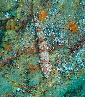 Diamond lizardfish - Synodus synodus  Diamond lizardfish,Geotagged,Spain,Spring,Synodus synodus